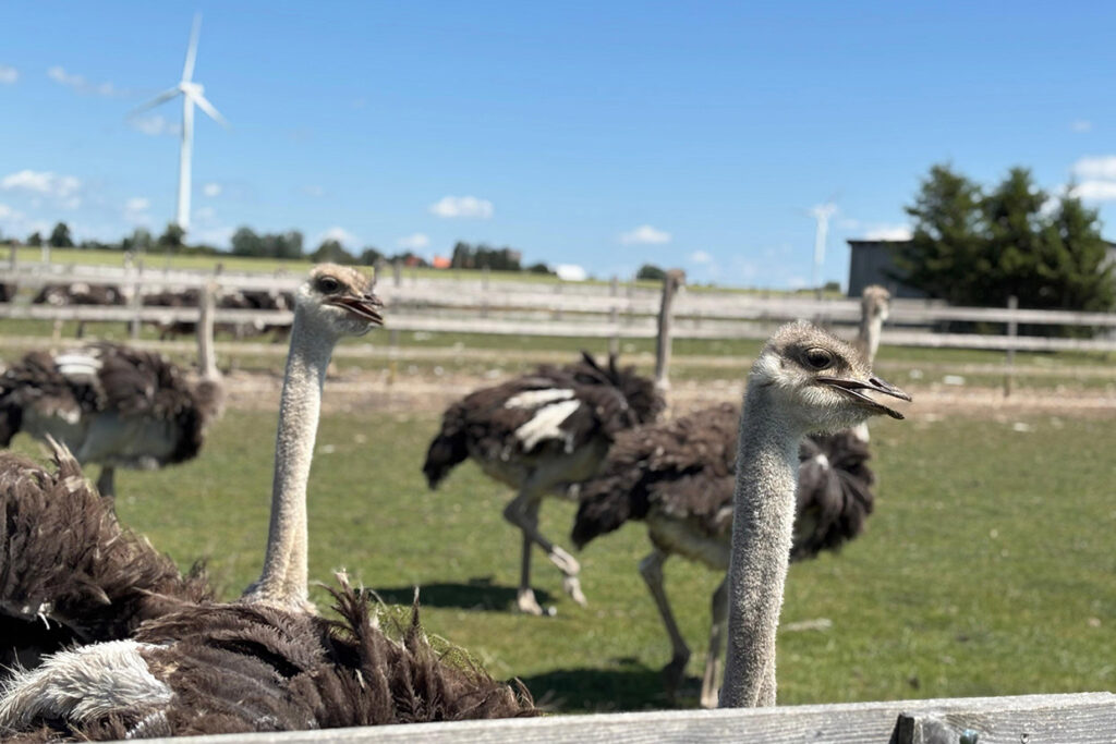 Einen fröhlichen Ausflug zur Straußenfarm ...